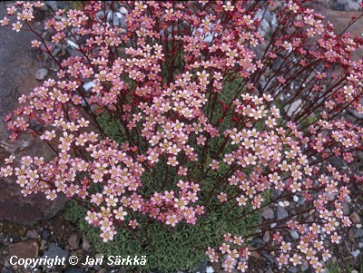  Saxifraga paniculata rosea